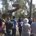 316-5486 San Diego Zoo - Giraffes
